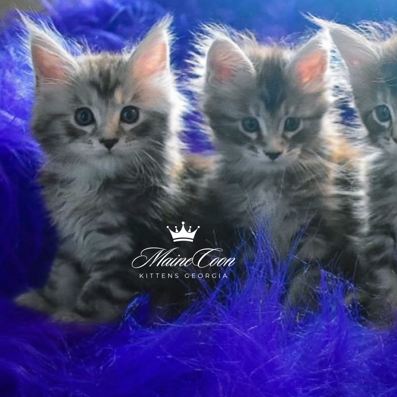 52maine coon kittens for salepng
